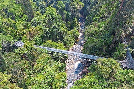 Tree Top Walk Sungai Sedim