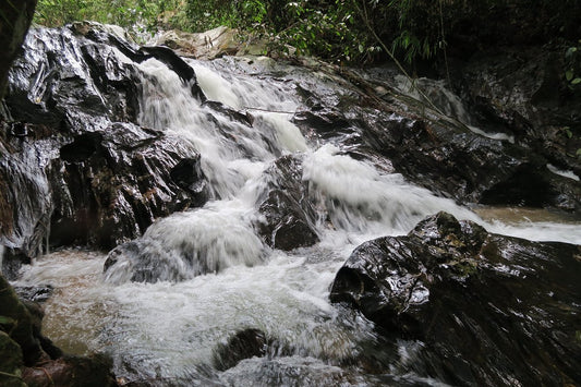 Templer’s Park (Taman Rimba Templer)